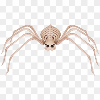 Spider Skeleton Clipart