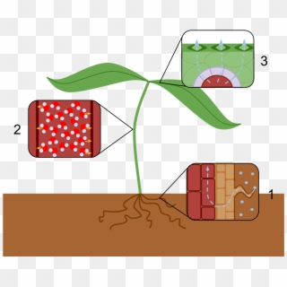 Transpiration Stream - Effect Of Water Scarcity On Plants Reduce Transpiration Clipart