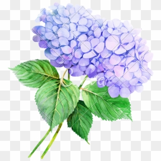 Flower Hydrangea Watercolor Painting Illustration Stock Clipart