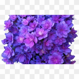 Flower Purple Png Multi Transparent Hydrangea Transparent Clipart