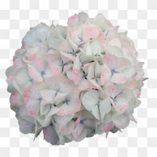 Jumbo Bi-color - Hydrangea Serrata Clipart