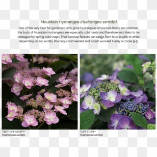 'limelight' Hydrangea Paniculata - Hydrangea Serrata Clipart