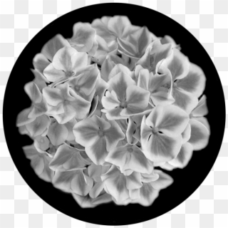 Hydrangea - Artificial Flower Clipart