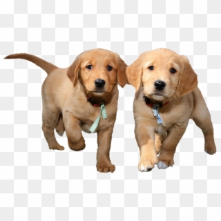 Puppies Png Background Image - Puppy Transparent Background Clipart
