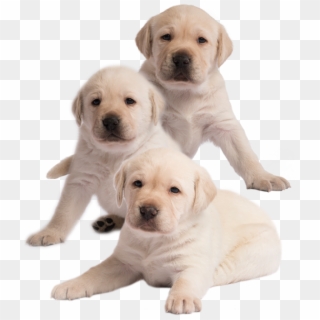 Chase, Marshall And Everest - Labrador Retriever Clipart