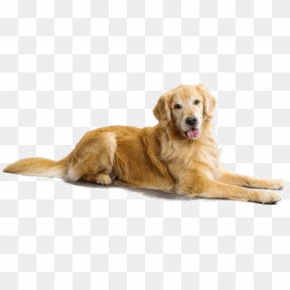Clip Royalty Free Download Anjing Free On Dumielauxepices - Golden Retriever No Background - Png Download