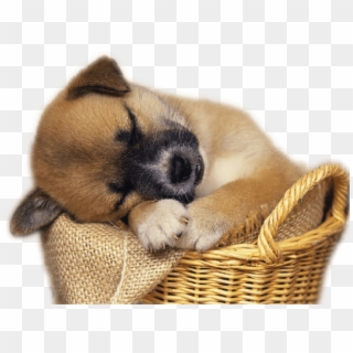 Free Png Download Cute Puppy In Basket Clip-art Png - Free Clip Art Puppies Transparent Png