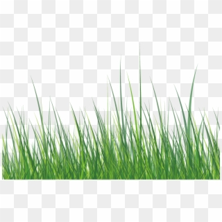 This Graphics Is Green Grass About Grass,roadside,ai,vector Clipart