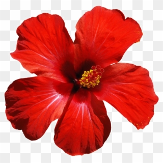 Red Flowers Png Download Image - Hibiscus Flower Clipart