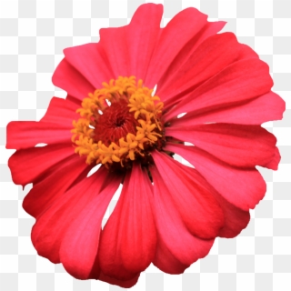 Com Red Single Layer Zinnia Png By Thy Darkest Hour - Single Flowers Hd Png Clipart