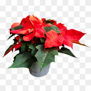 Flower, Poinsettia, Plant, Blossom, Bloom, Png - Poinsettia Plant With No Background Clipart