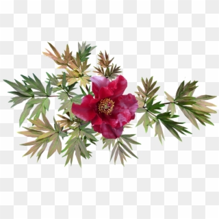 Peony, Red, Flower, Leaves - Pixabay Piwonia Png Clipart