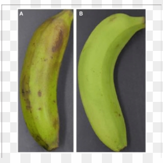 Visual Appearance Of Banana Fruit Treated With Ethylene - Saba Banana Clipart