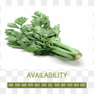Request Information - Parsley Clipart