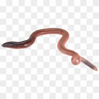 Earthworm Worm Png - Gusanos Png Clipart