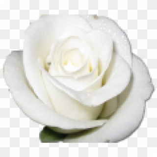 White Rose Clipart Png Format - Rose White Transparent Png