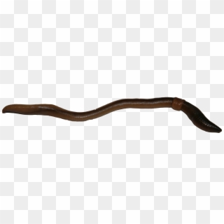 Earthworm Worm Png - Slender Blind Snake Clipart