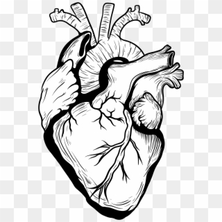 Heart Drawing Organ Designer Heart Transprent Free Clipart