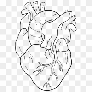 Easy Drawing Guides - Human Heart Drawing Easy Clipart