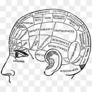Women S History Month The Head And - Phrenology Chart Clipart