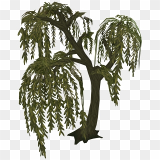 What A Willow Tree Looked Like - Cb Edits Png Tree Clipart