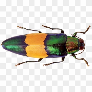 Free Png Bug Png Images Transparent - Jewel Beetles Clipart
