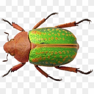 Bug - Bug Png Clipart