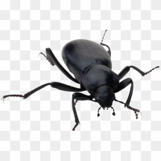Bug - Black Bug Png Clipart