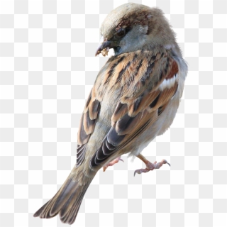 Finch Clipart Sparrow - صور عصفور Png Transparent Png