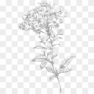 Line Art Flowers - Transparent Flower Drawing Png Clipart