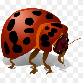Beetle Bug Png - Bug Clip Art Transparent Png
