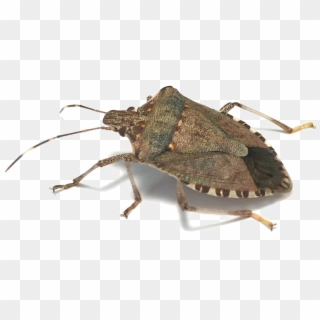 Stink Bug Png Image Background - Brown Marmorated Stink Bug Singapore Clipart