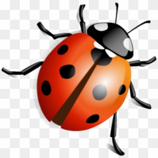 Lady Bug Png Free Download - Insects Png Clipart