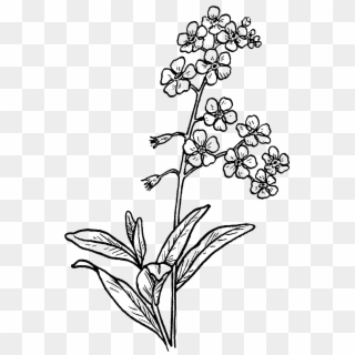Forget Me Not Drawing - Forget Me Not Flower Drawing Clipart
