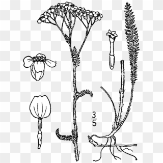 Achillea Millefolium Occidentalis Drawing - Draw A Yarrow Flower Clipart