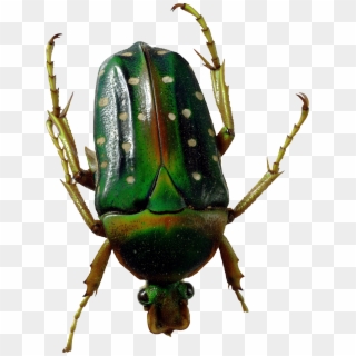 Bugs Png Images Free - Green Bug Transparent Clipart