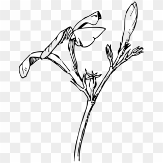 Oleander Bud Flower Drawing Plants - Drawn Plants Transparent Png Clipart