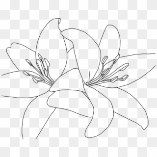 Jpg Black And White Download White Lilies Drawing At - Tiger Lily Line Drawing Clipart