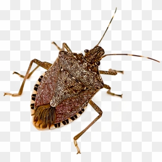 Brown Marmorated Stink Bug , Png Download Clipart