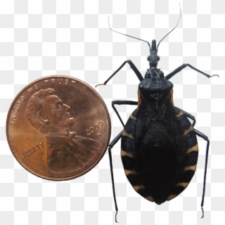 Kissing Bug Png Pic - Doença De Chagas Png Clipart