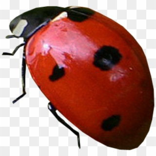 Lady Bug Png Free Download - Love Clipart