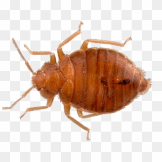 Download Top View Bed Bug Png Images Background - Bed Bug Transparent Background Clipart
