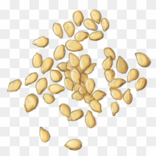 Sesame Seeds Png - - Seed Clipart