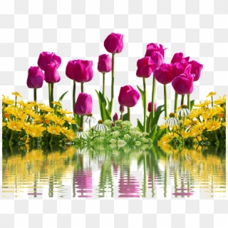 Tulips, Flowers, Spring, Spring Flowers, Isolated - Bom Dia Amor Feliz Sexta Feira Clipart