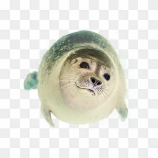 Seal Swimming Clipart