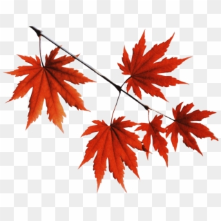 Red Leaves Png - Red Leaves Tree Png Clipart