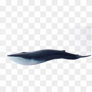 Whale Blue Swimming - Blue Whale Clipart