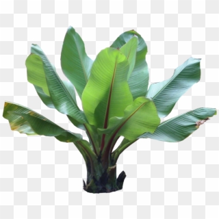 Tropical Plants Png Clipart