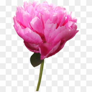 Peony Png Picture - Peony Clipart