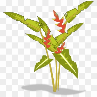 Big Image - Heliconia Png Clipart